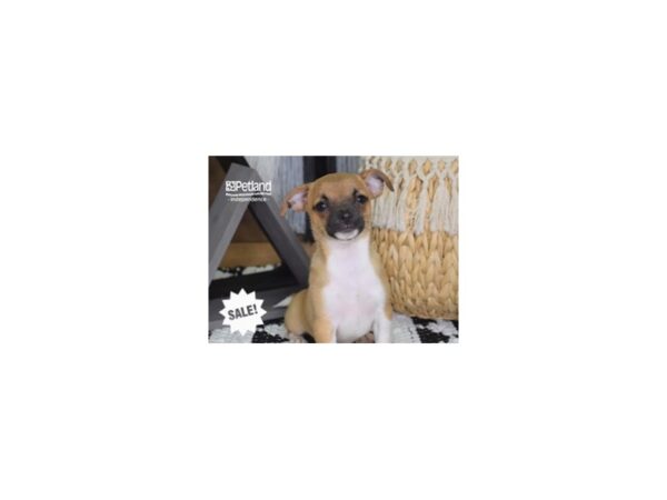 Chihuahua-DOG-Male-Tan & White-4279-Petland Independence & Lee's Summit, MO