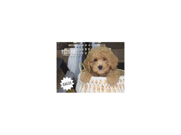 Miniature Goldendoodle-DOG-Female-Cream-4277-Petland Independence & Lee's Summit, MO