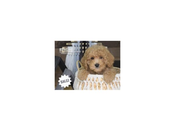 Miniature Goldendoodle DOG Female Cream 4277 Petland Independence, Missouri