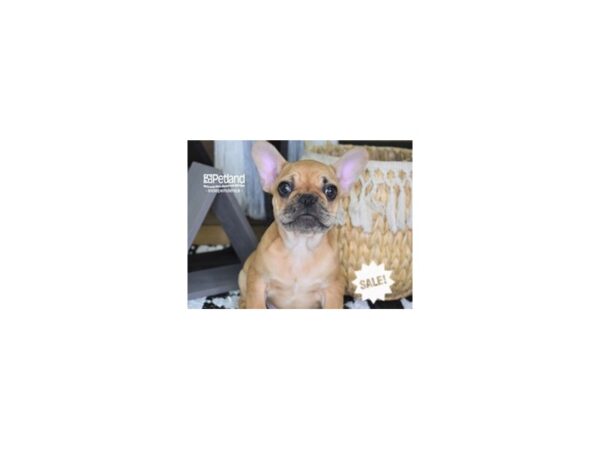 French Bulldog-DOG-Male-Red-4273-Petland Independence & Lee's Summit, MO