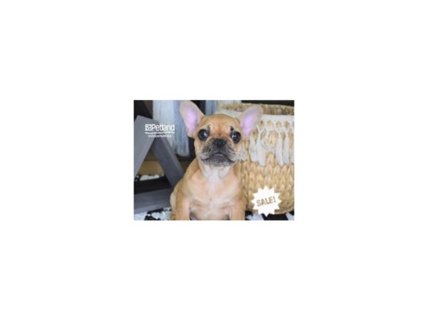 French Bulldog-DOG-Male-Red-4273-Petland Independence, Missouri