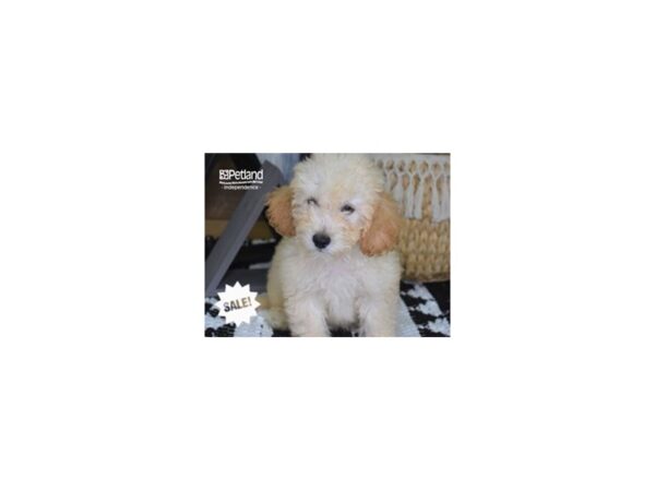 Miniature Goldendoodle 2nd Gen-DOG-Male-Golden-4299-Petland Independence, Missouri