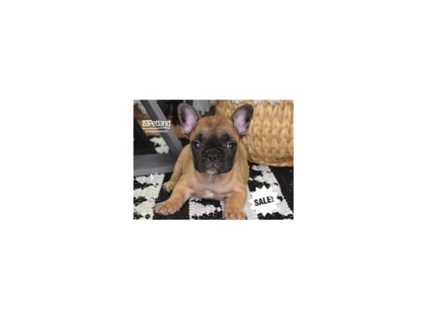 French Bulldog-DOG-Female-Red-4307-Petland Independence & Lee's Summit, MO