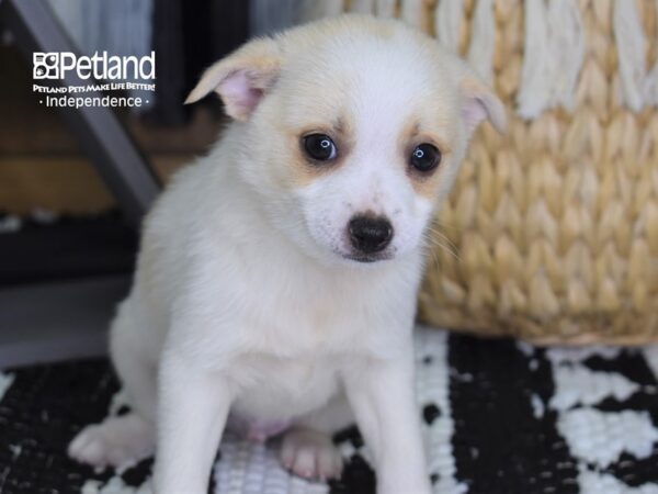 Pomchi DOG Male White 4439 Petland Independence, Missouri