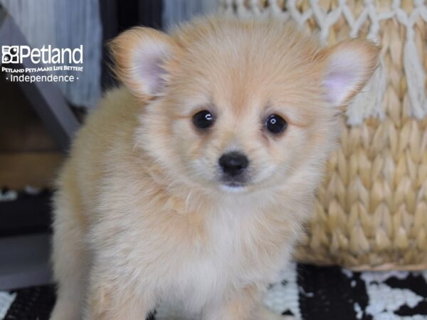 Pomchi-DOG-Female-Cream-4440-Petland Independence, Missouri