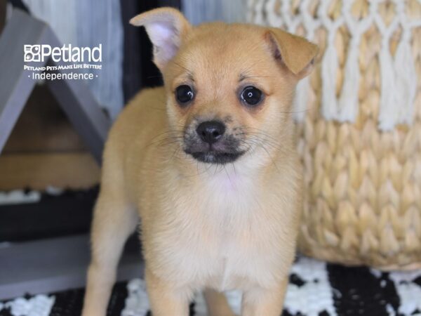 Pomchi-DOG-Female-Red-4441-Petland Independence, Missouri