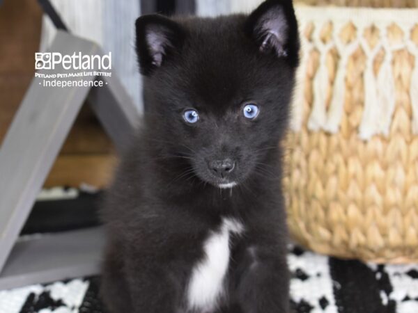 Pomklee-DOG-Female-Black-4438-Petland Independence, Missouri