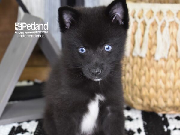 Pomklee-DOG-Female-Black-4438-Petland Independence & Lee's Summit, MO