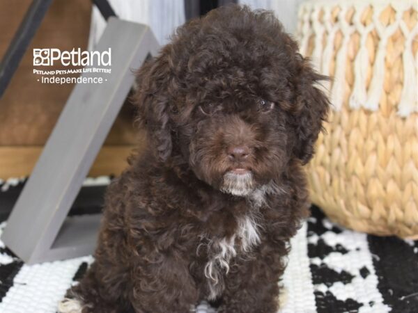 Cockapoo 2nd Generation-DOG-Female-Chocolate-4436-Petland Independence & Lee's Summit, MO