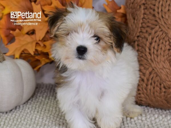 Morkie-DOG-Male-Red & White-4446-Petland Independence & Lee's Summit, MO