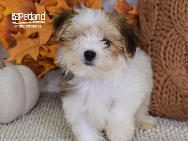 Morkie DOG Male Red & White 4446 Petland Independence, Missouri