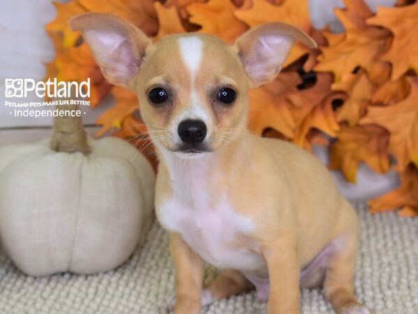 Chihuahua DOG Male Cream 4442 Petland Independence, Missouri