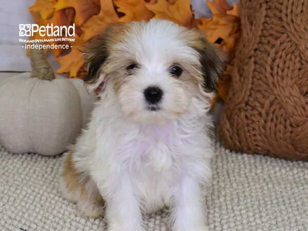 Morkie DOG Female Red & White 4447 Petland Independence, Missouri