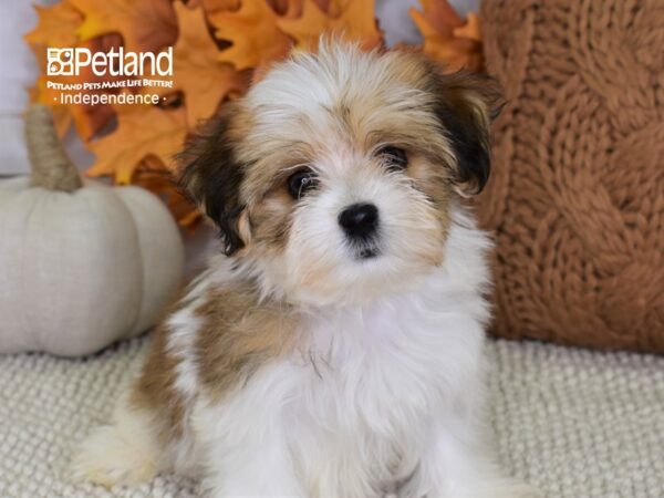 Morkie DOG Female Red & White 4448 Petland Independence, Missouri