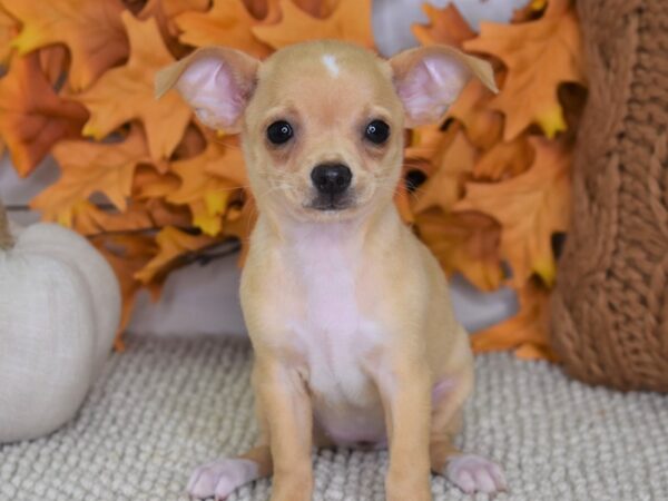 Chihuahua-DOG-Female-Cream-4444-Petland Independence, Missouri