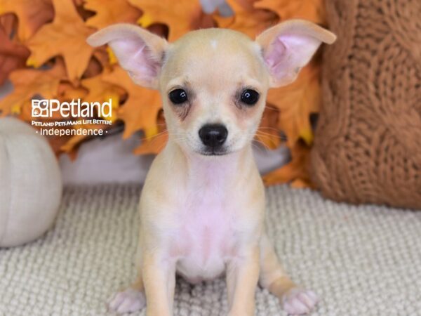 Chihuahua DOG Female Cream 4445 Petland Independence, Missouri