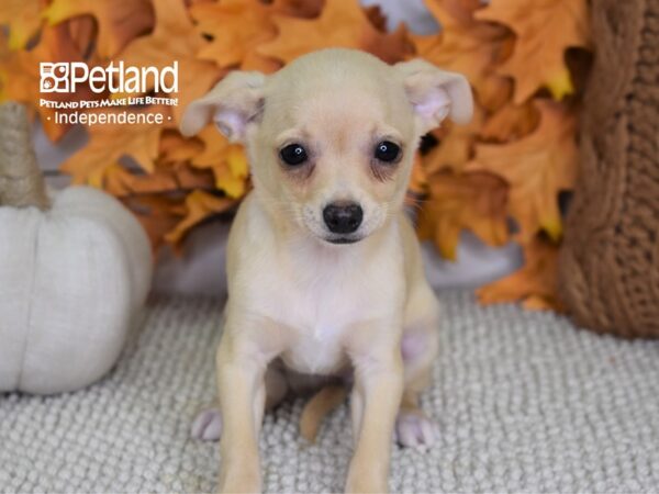 Chihuahua DOG Female Cream 4443 Petland Independence, Missouri