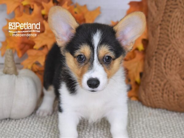 Pembroke Welsh Corgi-DOG-Female-Tri-4417-Petland Independence & Lee's Summit, MO