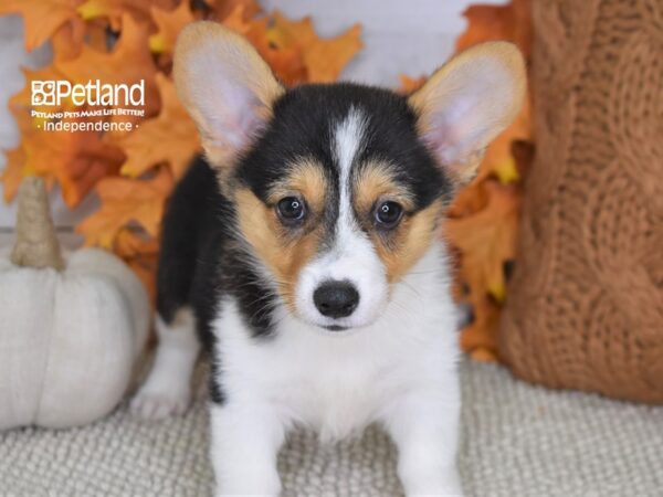 Pembroke Welsh Corgi DOG Female Tri 4417 Petland Independence, Missouri