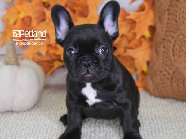 French Bulldog-DOG-Female-Black-4425-Petland Independence & Lee's Summit, MO