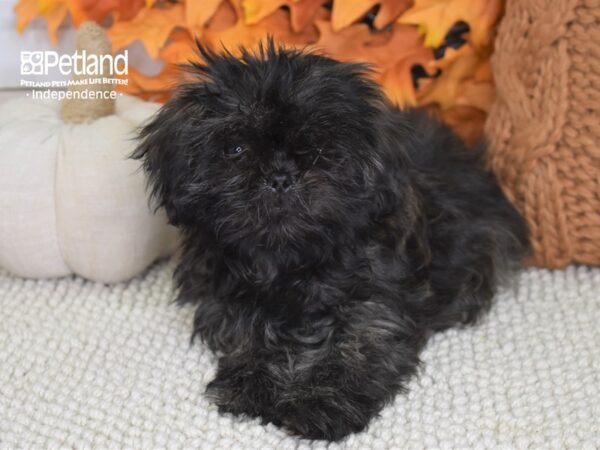 Shih Tzu DOG Female Black Brindle 4430 Petland Independence, Missouri