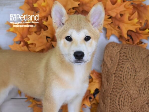 Shiba Inu DOG Male Red Sesame 4342 Petland Independence, Missouri