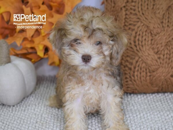 Cockapoo 2nd Generation-DOG-Male-Chocolate Merle-4435-Petland Independence, Missouri