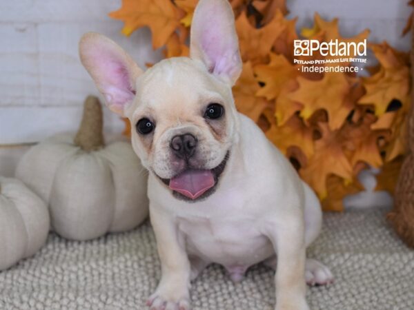 French Bulldog DOG Male Cream 4466 Petland Independence, Missouri