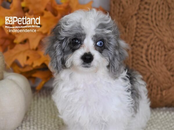 Cavapoo-DOG-Female-Merle & White-4462-Petland Independence & Lee's Summit, MO
