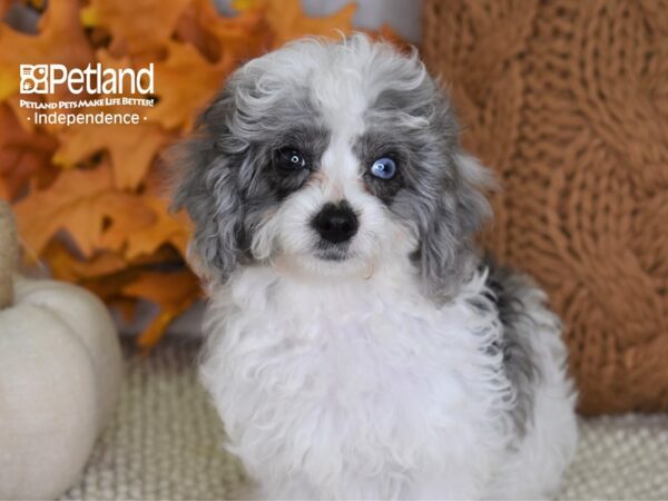 Cavapoo DOG Female Merle & White 4462 Petland Independence, Missouri