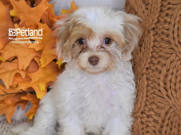 Cavapoo DOG Female Red & White 4461 Petland Independence, Missouri