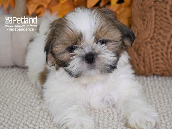 Shih Tzu DOG Female Gold & White 4458 Petland Independence, Missouri