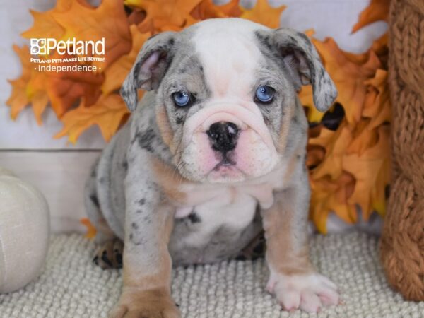 English Bulldog DOG Female Blue Merle 4454 Petland Independence, Missouri