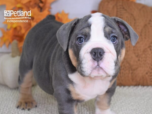 English Bulldog-DOG-Male-Blue & White-4453-Petland Independence, Missouri