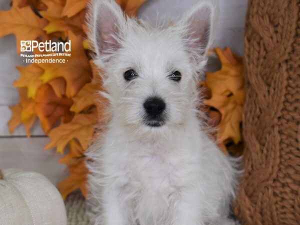 West Highland White Terrier DOG Male White 4450 Petland Independence, Missouri