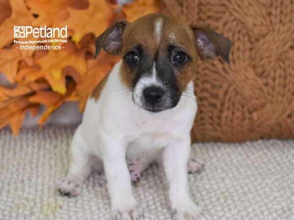 Jack Russell Terrier-DOG-Male-Tan & White-4463-Petland Independence & Lee's Summit, MO