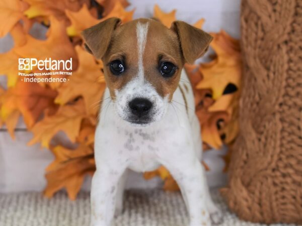 Jack Russell Terrier DOG Male Tan & White 4459 Petland Independence, Missouri