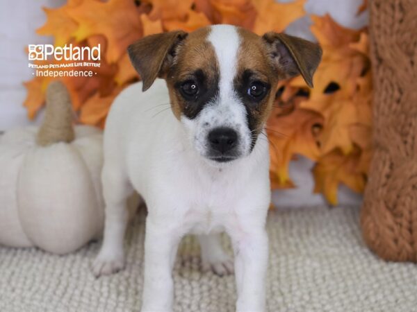 Jack Russell Terrier-DOG-Female-Tan & White-4460-Petland Independence & Lee's Summit, MO