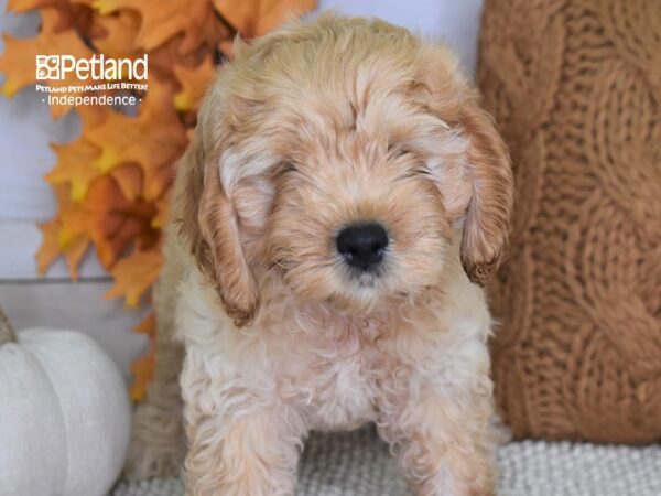 Cockapoo DOG Female Apricot 4465 Petland Independence, Missouri