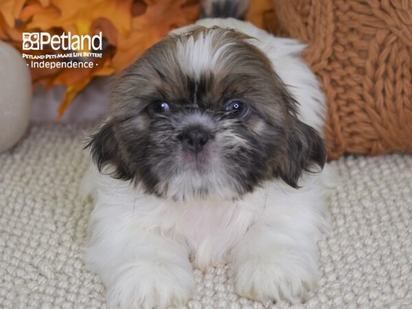 Shih Tzu-DOG-Male-Lavendar & White-4457-Petland Independence & Lee's Summit, MO