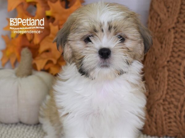 Shih Tzu DOG Male Gold & White 4456 Petland Independence, Missouri