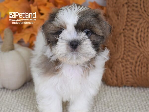 Shih Tzu-DOG-Male-Blue & White-4455-Petland Independence, Missouri