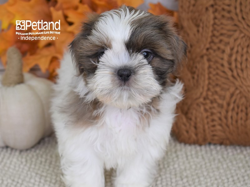 shih tzu colors blue