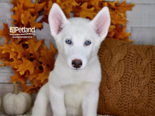 Siberian Husky-DOG-Female-White-4468-Petland Independence & Lee's Summit, MO