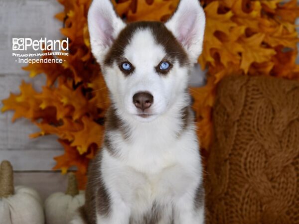 Siberian Husky DOG Male Red & White 4469 Petland Independence, Missouri