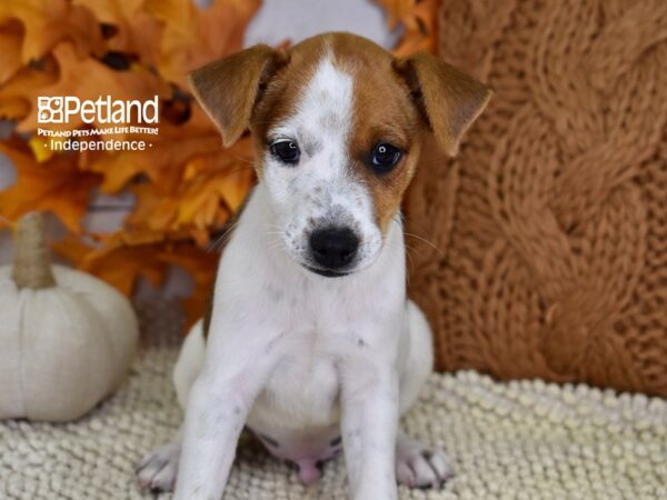Jack Russell Terrier-DOG-Male-Red & White-4472-Petland Independence, Missouri