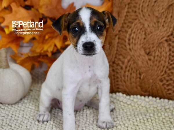 Jack Russell Terrier DOG Female Tri-Color 4473 Petland Independence, Missouri