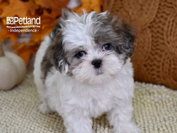 Shih Poo-DOG-Female-Blue Merle-4474-Petland Independence & Lee's Summit, MO
