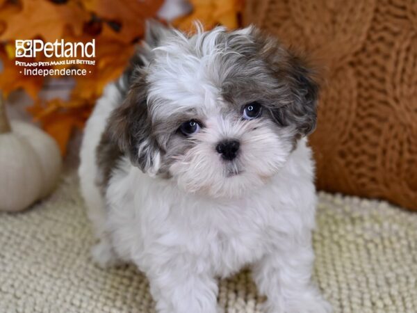 Shih Poo DOG Female Blue Merle 4474 Petland Independence, Missouri