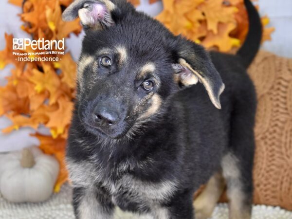 German Shepherd-DOG-Male-Black & Tan-4470-Petland Independence, Missouri